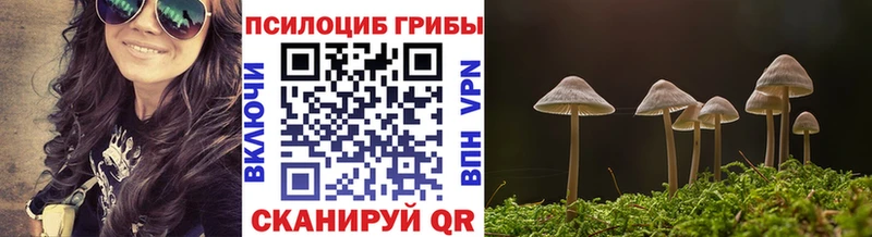 закладка  Рудня  KRAKEN   Галлюциногенные грибы Psilocybe 